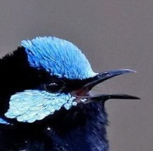 Misty Wren